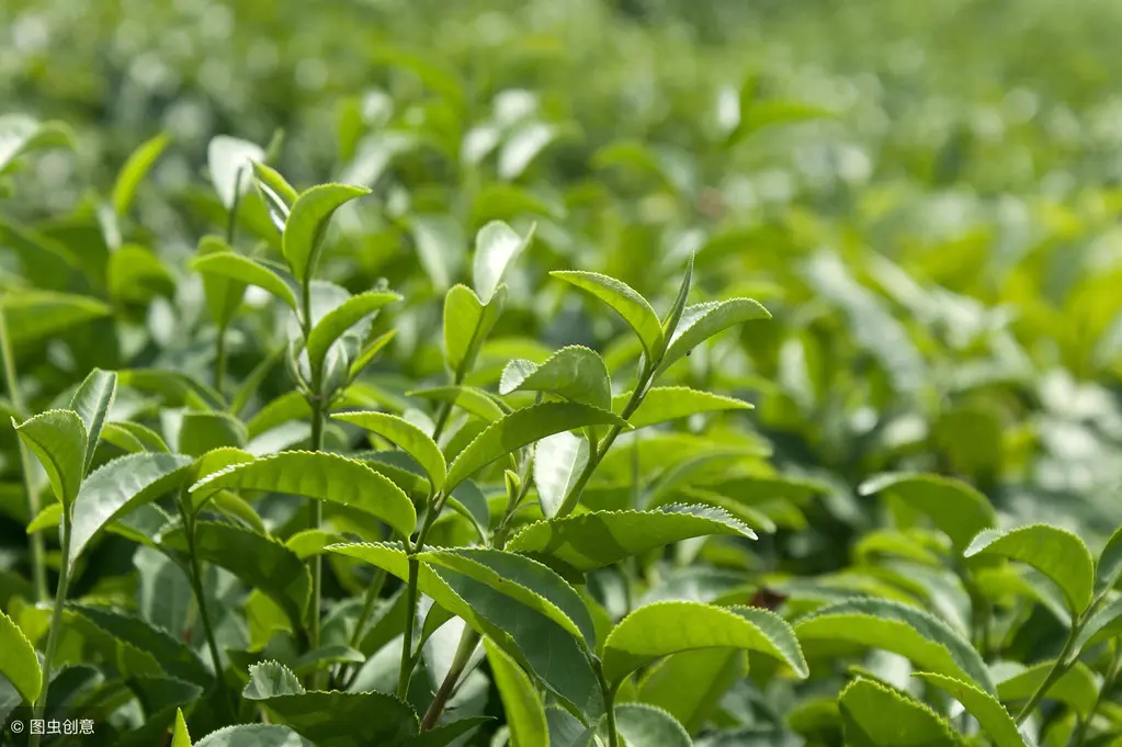 茶棕色-「茶叶百科」干茶颜色深的茶叶一定是陈年茶吗？