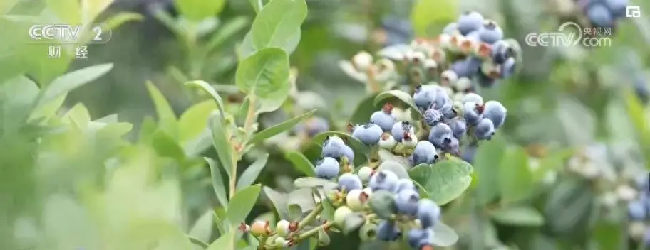 蓝莓品种排名前十-国内蓝莓产业发展迅速 核心指标名列前茅