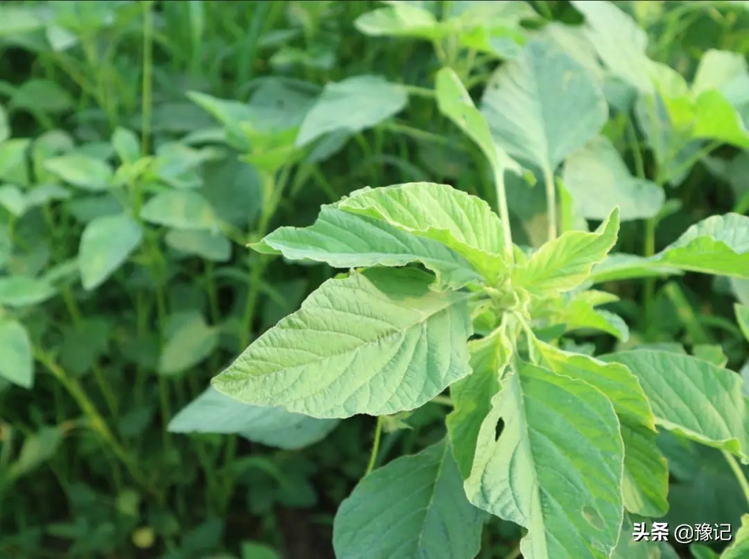 野菜有哪些-那些年，长在地里的野菜你吃过几样？