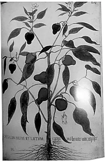 墨西哥现在几点-辣椒在全球的传播