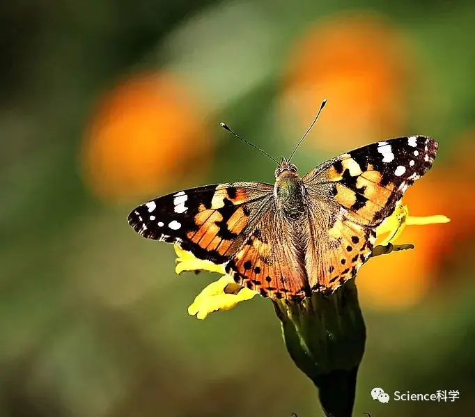 海葵是动物还是植物-【动物植物】迄今已知距离最远的昆虫迁徙：研究发现小红蛱蝶能穿越撒哈拉沙漠；哺乳动