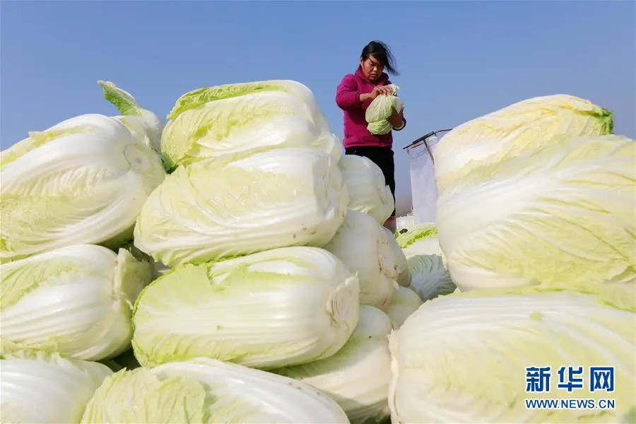 新发地蔬菜价格表今日价格-北京新发地：西红柿卖不动，蒜薹继续走高