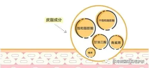 角鲨烷对皮肤的作用和功效-角鲨烷的功效和作用