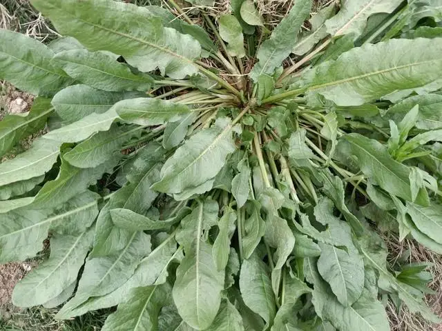 农村一种草野菠菜，当野草除掉。却不知它对身体有好处