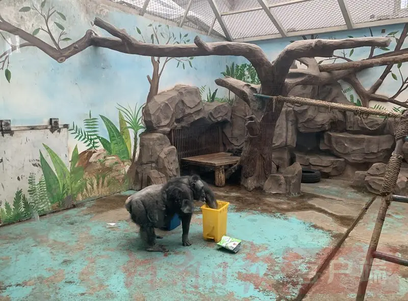 郑州市动物园-你还不懂垃圾分类吗？快来看郑州动物园大明星“菲莉”它已经学会了