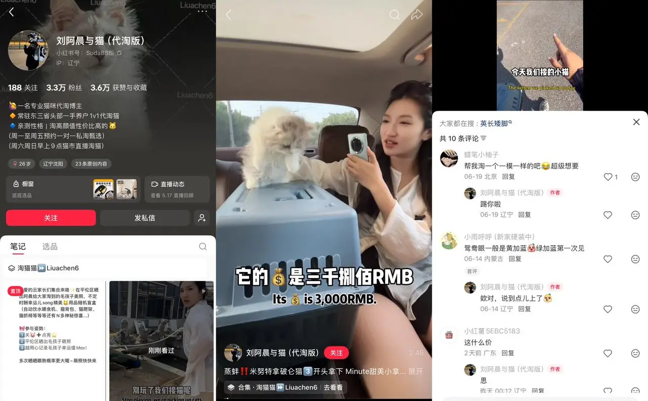 刘阿晨与猫 3.3 万粉：东三省头部 1v1 猫咪代淘，预约甄选加直播淘猫收服务费