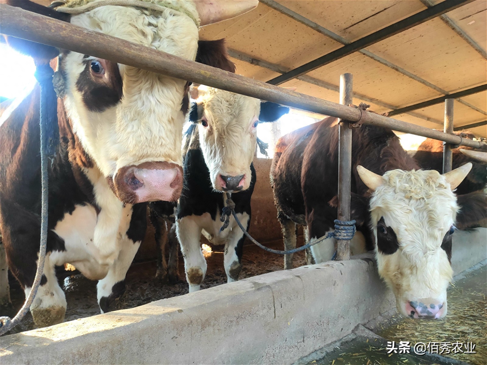 副业养殖赚钱_女孩子可以做哪些副业赚钱_男朋友干什么副业赚钱