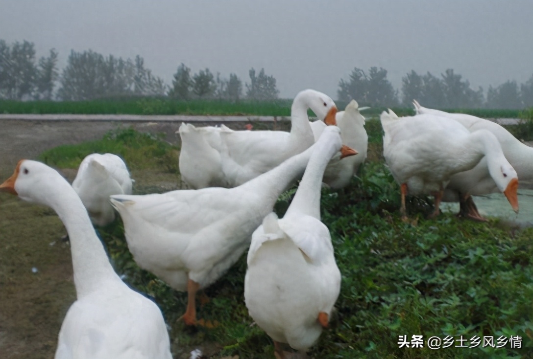 种植赚钱副业有哪些_种植挣钱项目_种植赚钱副业