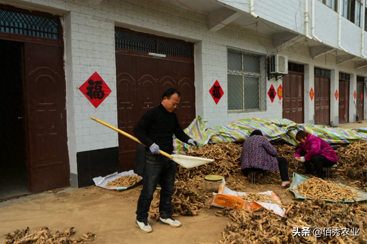 小麦赚钱副业方法视频_小麦副业赚钱方法_小麦赚钱吗