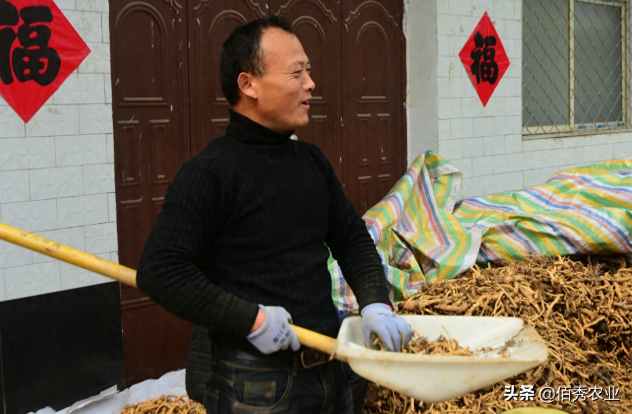 小麦赚钱吗_小麦副业赚钱方法_小麦赚钱副业方法视频