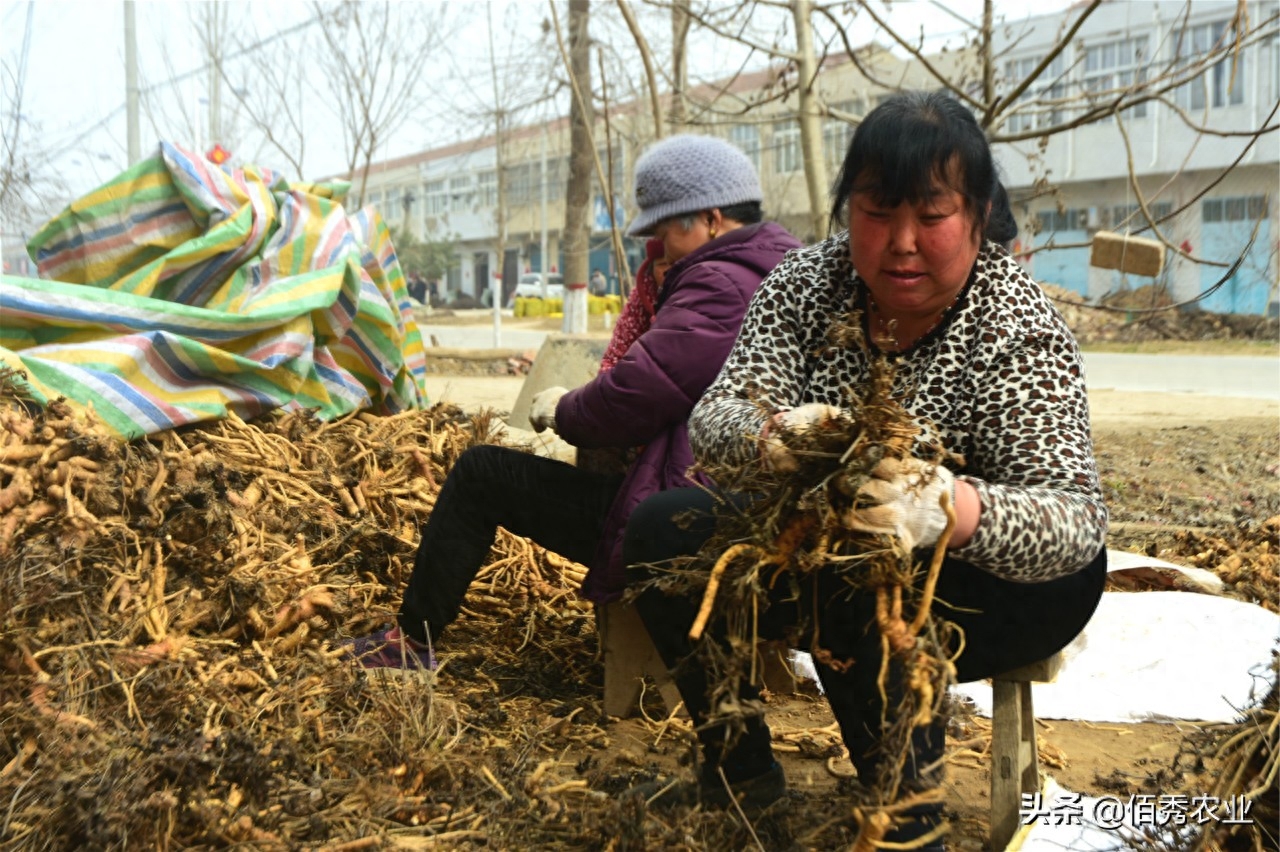 小麦赚钱吗_小麦赚钱副业方法视频_小麦副业赚钱方法