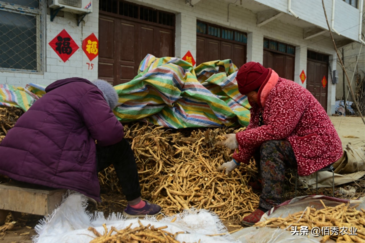 小麦赚钱副业方法视频_小麦副业赚钱方法_小麦赚钱吗