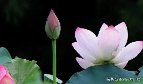 数字绘画赚钱副业_绘画赚零花钱_绘画赚钱有哪些平台