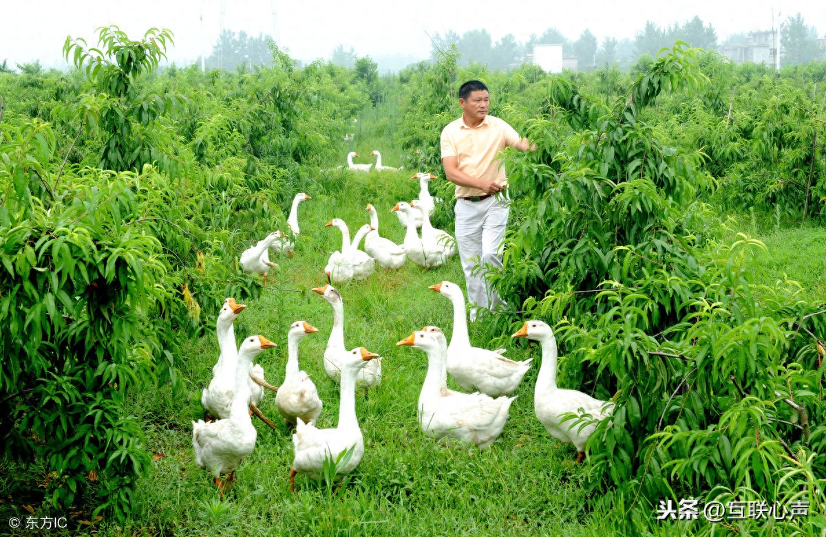 种地赚钱的副业_种地赚钱副业怎么做_种地赚钱手机app