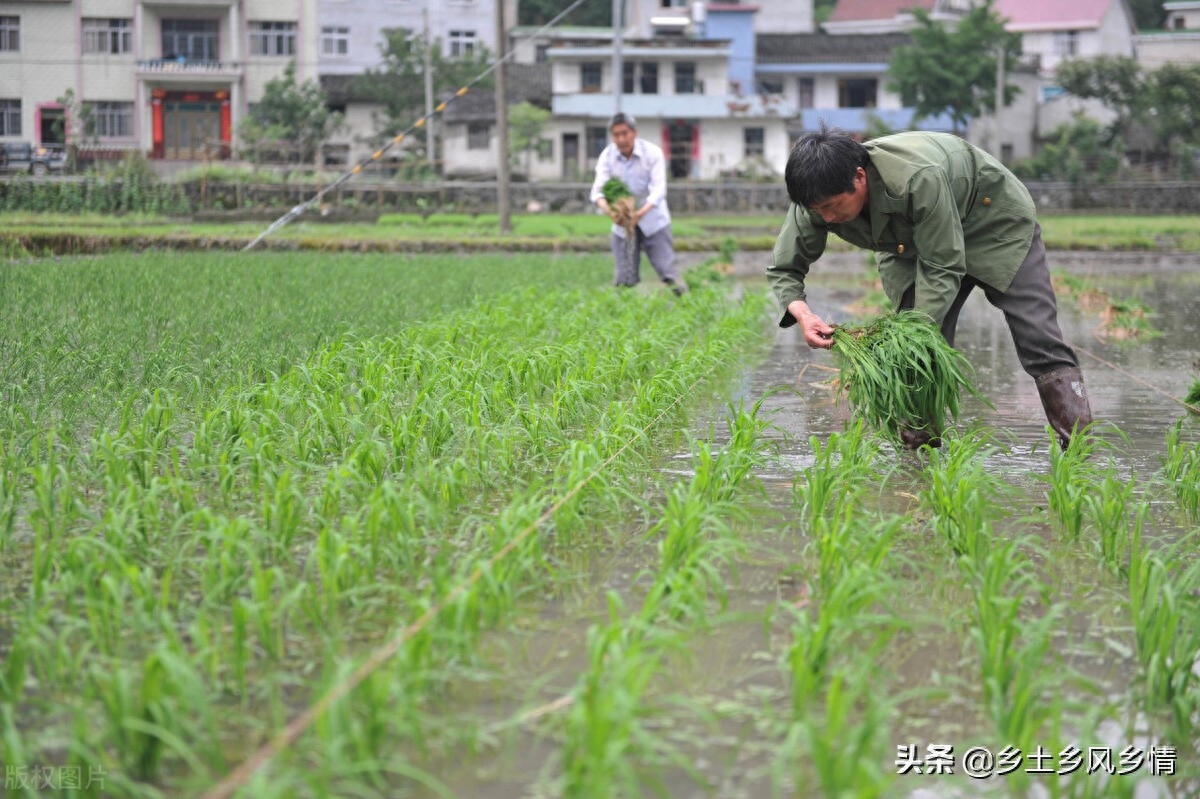 农村赚钱小副业赚钱吗_农村副业做什么_农村做啥副业