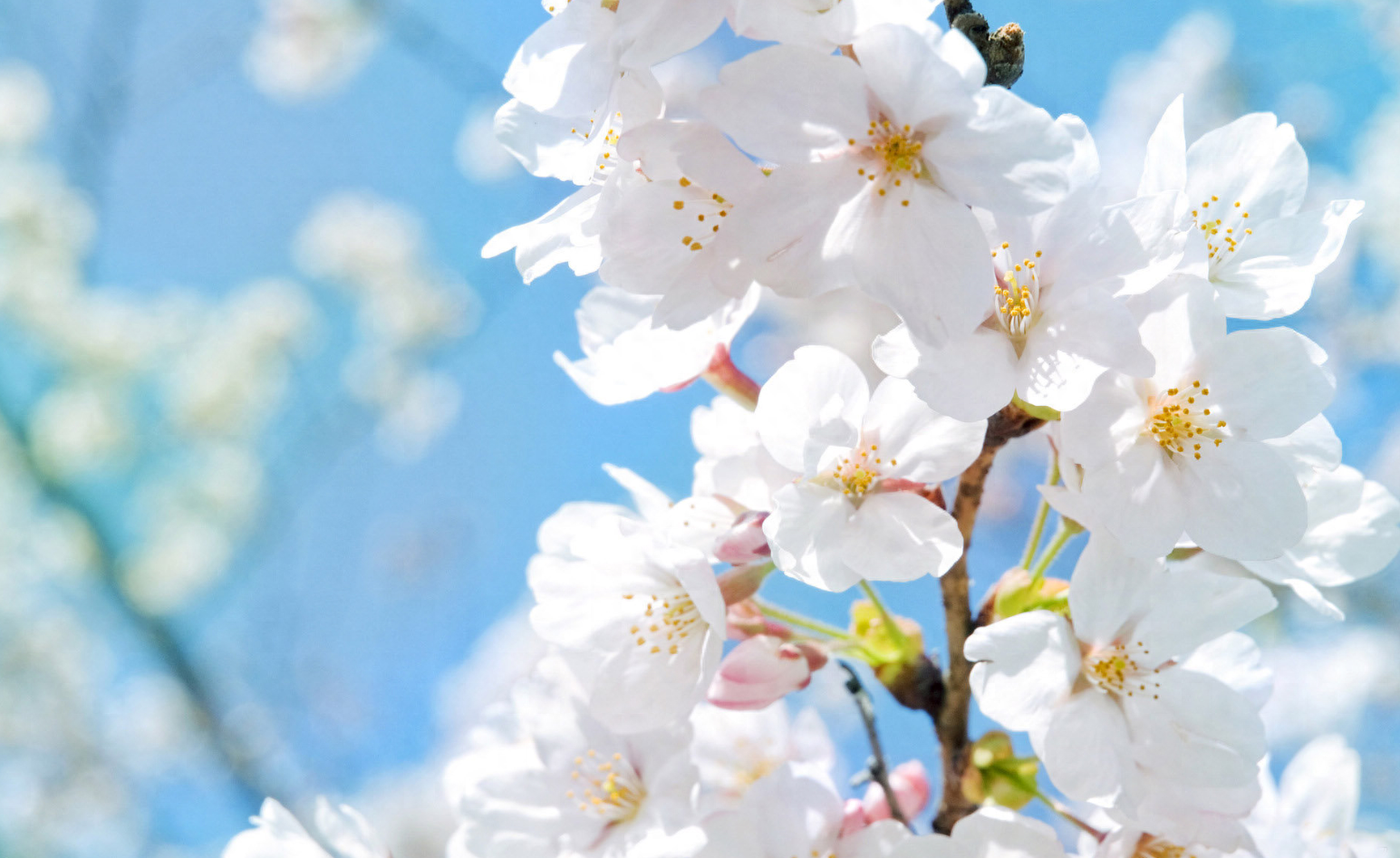 挣钱游戏_挣钱的平台有哪些_如何挣钱呀