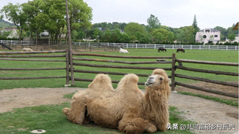 赚钱农场_动物农场如何挣钱_挣钱农场动物游戏