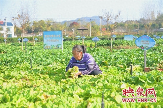 投资菜地_赚钱蔬菜_菜地如何挣钱