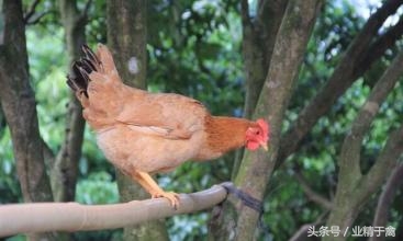 卖活鸡会受到什么处罚_如何卖活鸡挣钱_卖活鸡的利润有多大