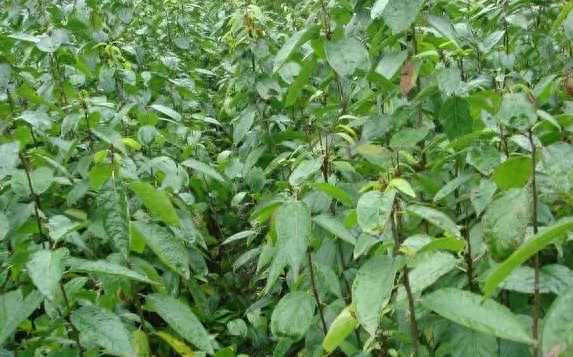 现在茶叶生意怎么做_鲜茶叶如何挣钱_茶叶赚钱