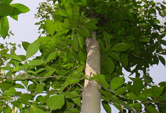 茶叶赚钱_鲜茶叶如何挣钱_现在茶叶生意怎么做