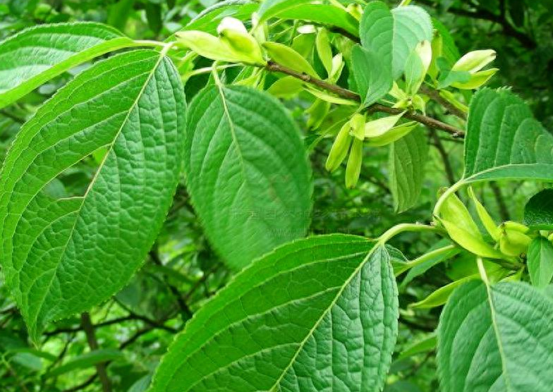 茶叶赚钱_现在茶叶生意怎么做_鲜茶叶如何挣钱