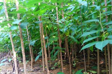 茶叶赚钱_鲜茶叶如何挣钱_现在茶叶生意怎么做