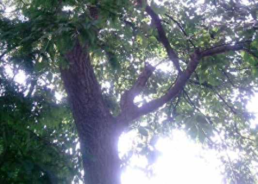 鲜茶叶如何挣钱_茶叶赚钱_现在茶叶生意怎么做