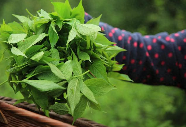 现在茶叶生意怎么做_茶叶赚钱_鲜茶叶如何挣钱