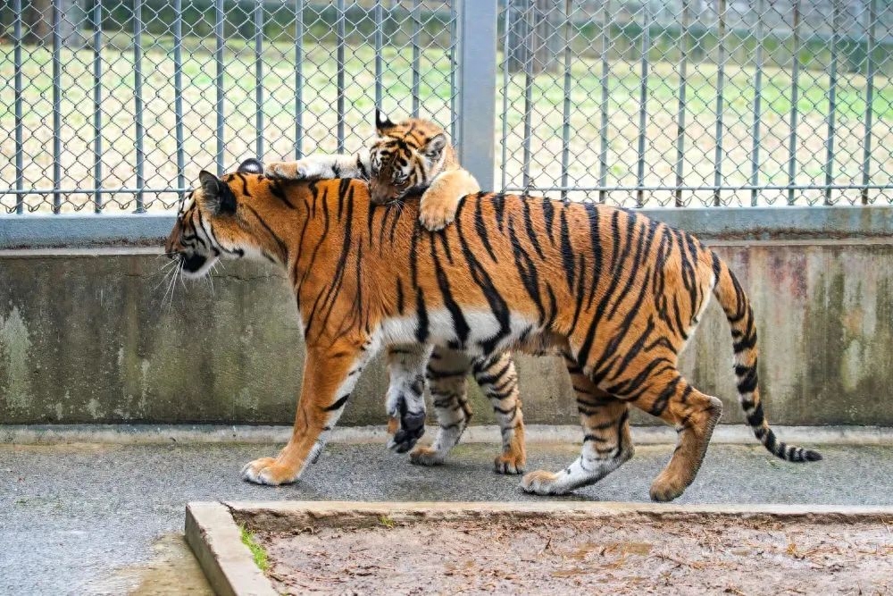 爪宝游养猫真的吗_爪宝游官网_爪游宝