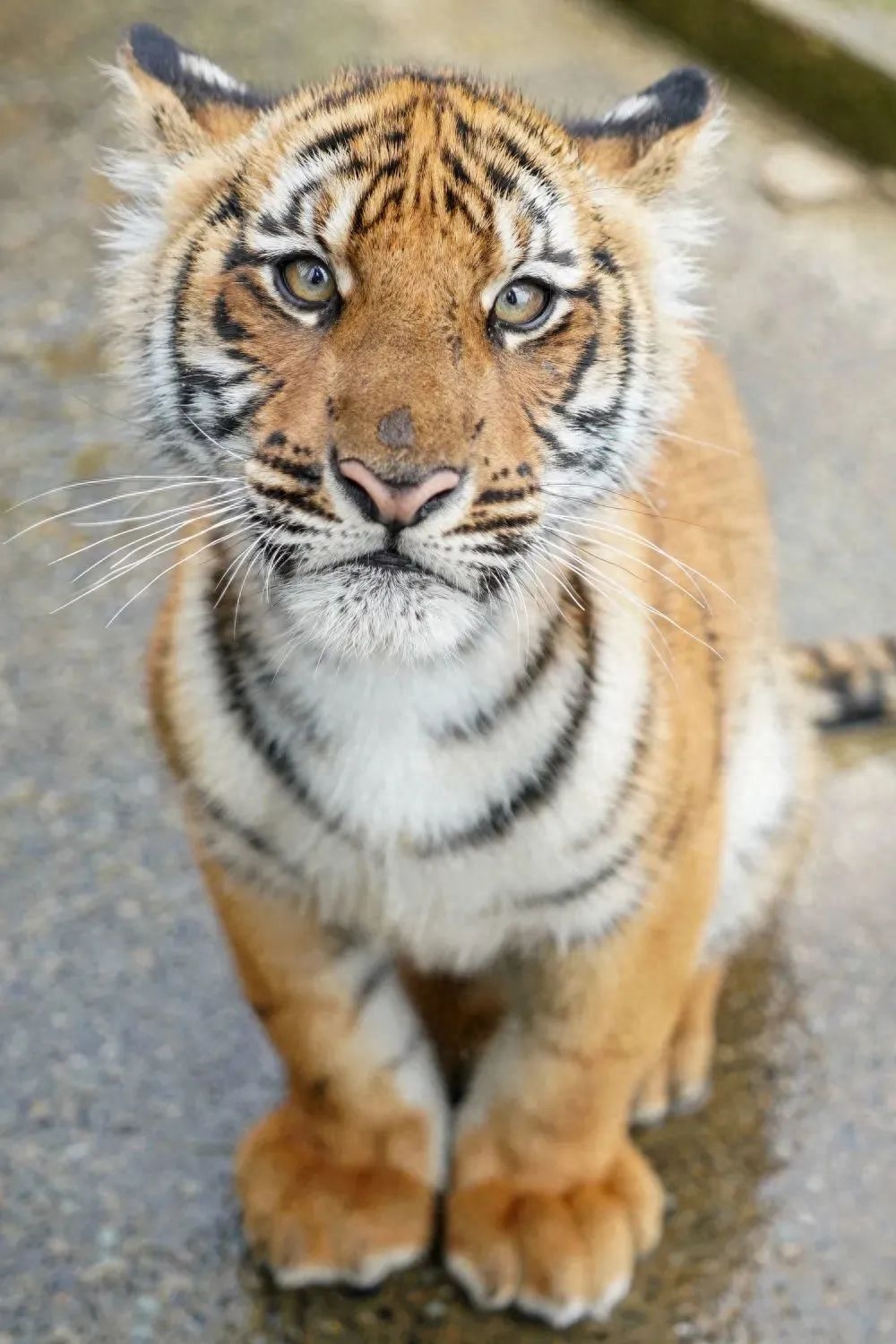 爪游宝_爪宝游养猫真的吗_爪宝游官网