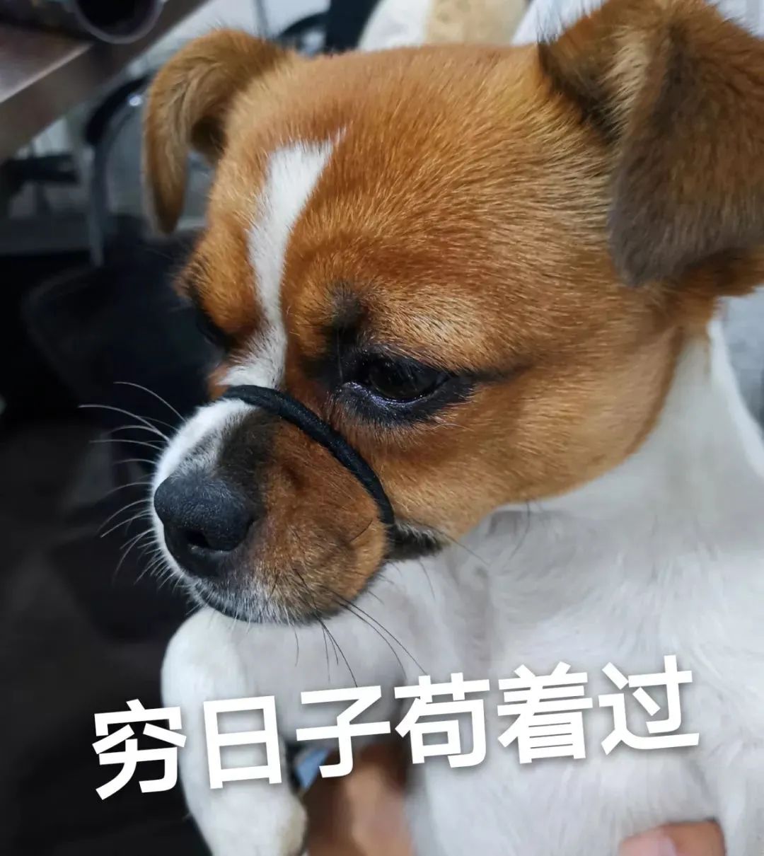 现在挣钱的副业是什么-除了拿死工资，还有哪些赚钱的副业？