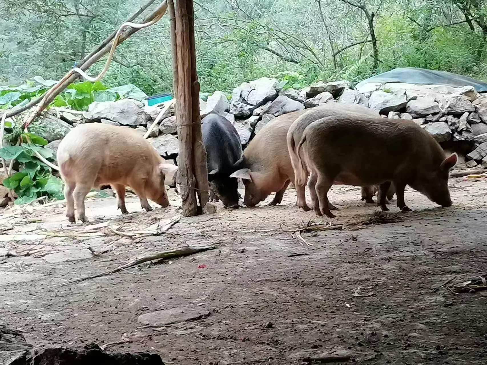 养殖行业是养猪吗_养殖养猪行业是做什么的_养殖养猪行业是什么行业