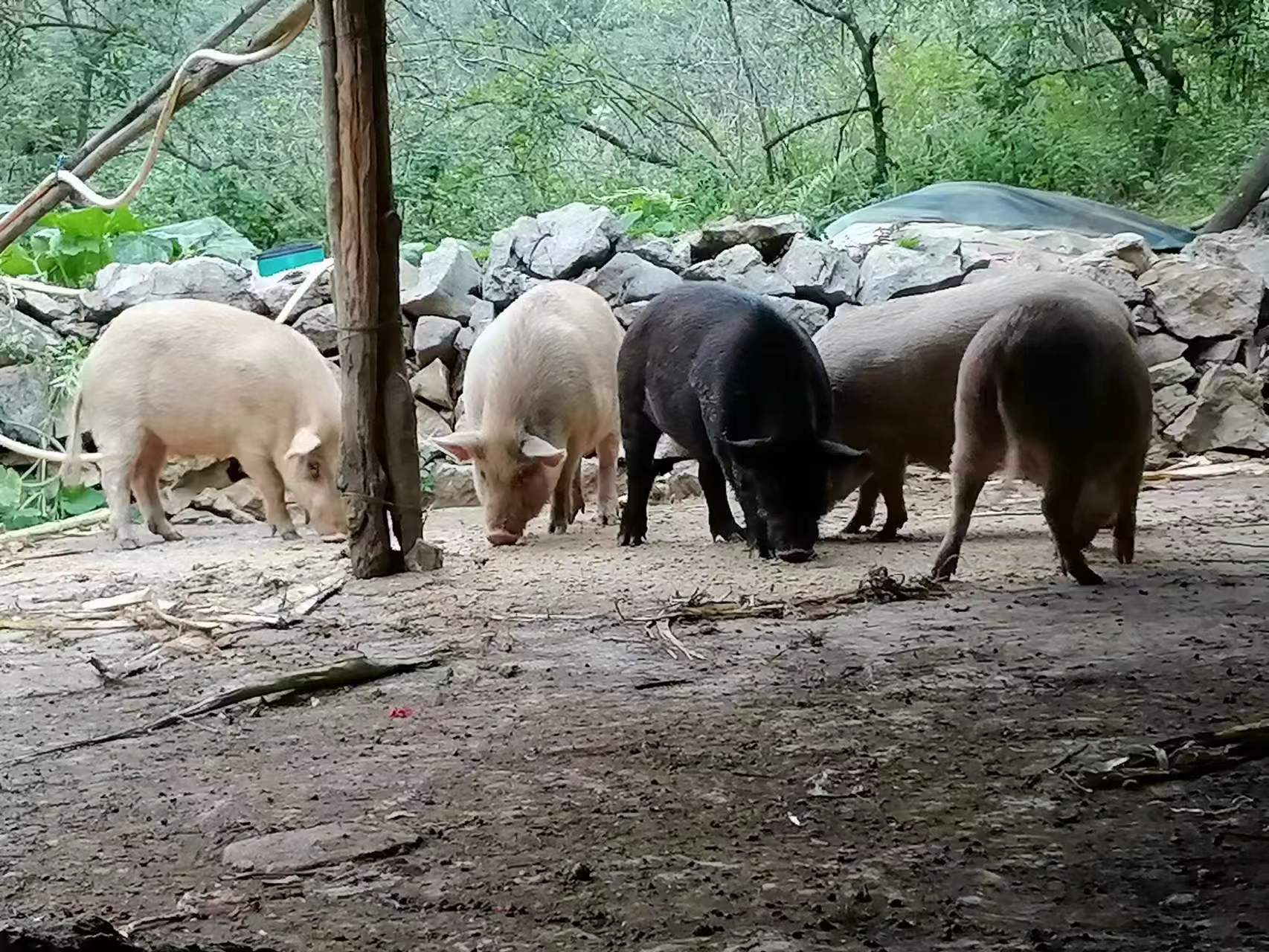 养殖养猪行业是做什么的_养殖养猪行业是什么行业_养殖行业是养猪吗