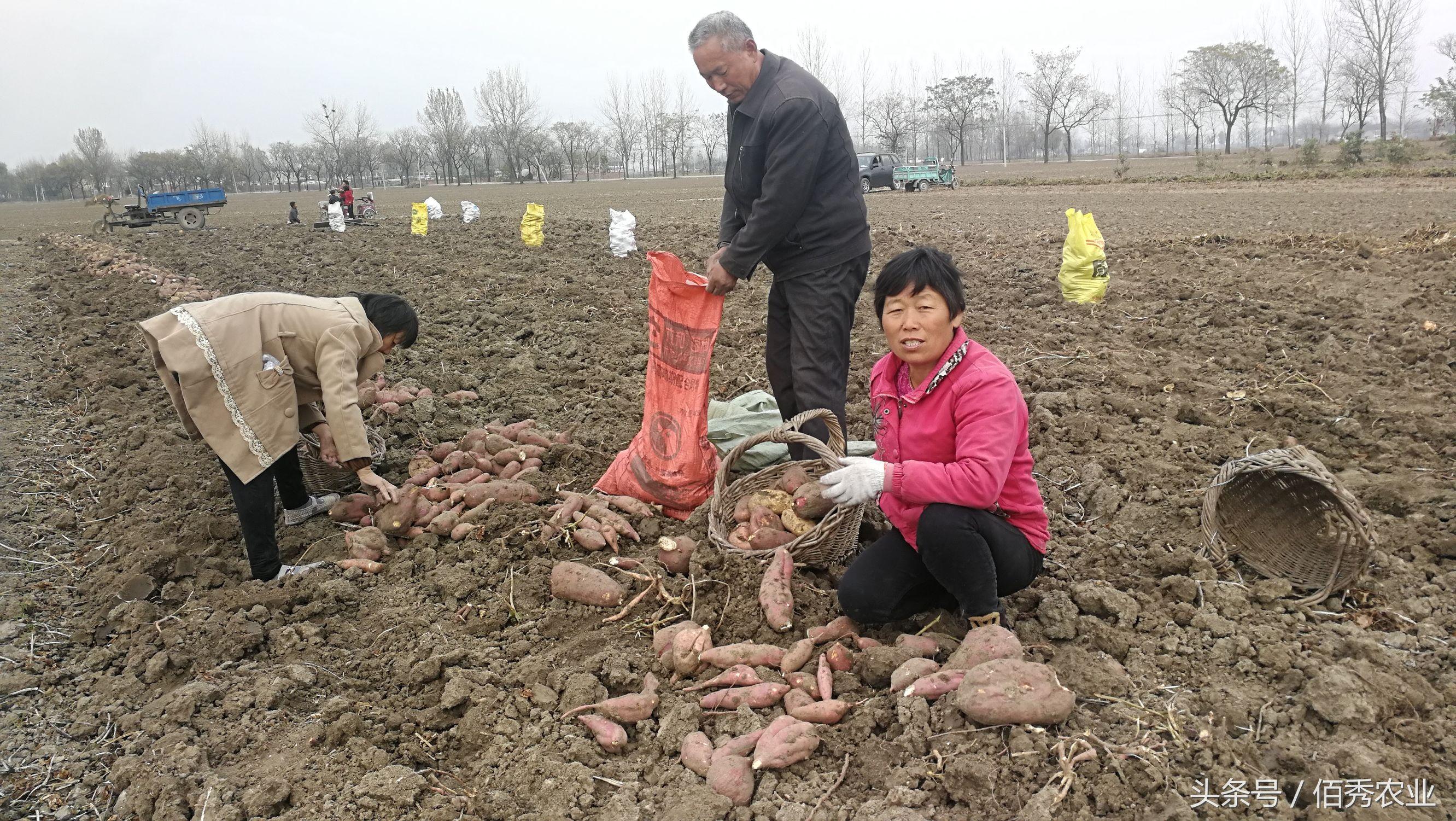 农村副业做什么_农村副业干点啥_农村搞副业挣钱