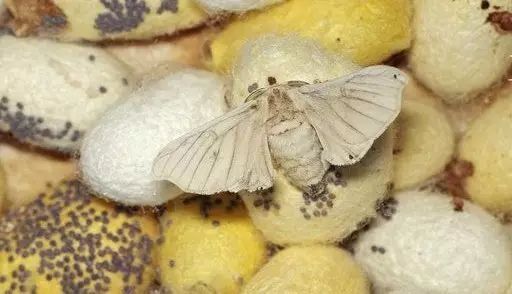 真丝睡衣_睡衣真丝和冰丝哪个好_睡衣真丝品牌