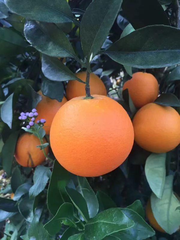 免费代理卖货_免费做代理又不用进货_免费代理货源