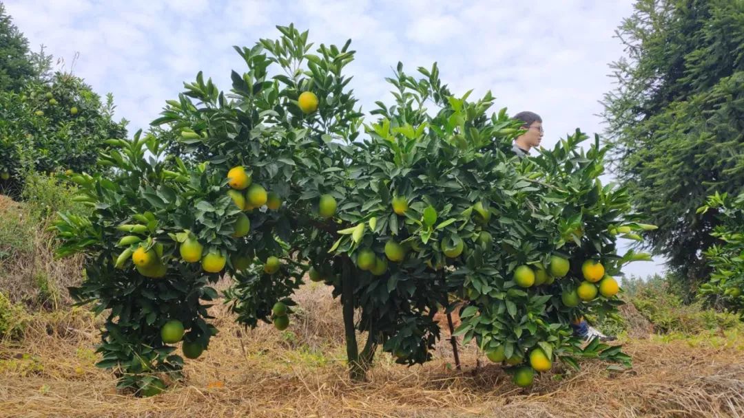 免费代理卖货_免费做代理又不用进货_免费代理货源