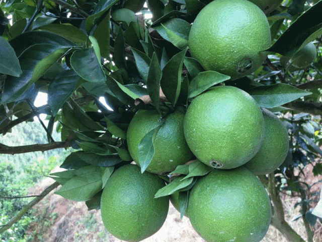 免费代理卖货_免费做代理又不用进货_免费代理货源