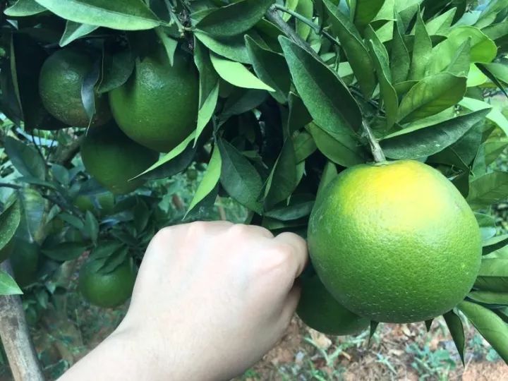 免费代理货源_免费做代理又不用进货_免费代理卖货