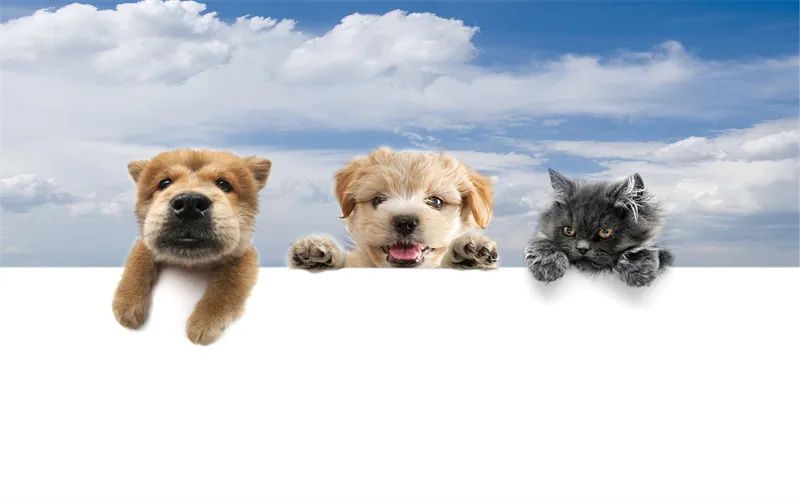 怎么居家赚钱_居家赚钱的路子_居家赚钱的方法有哪些