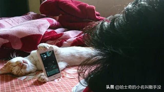 养猫赚钱_养猫副业投入多少_副业养猫赚钱吗