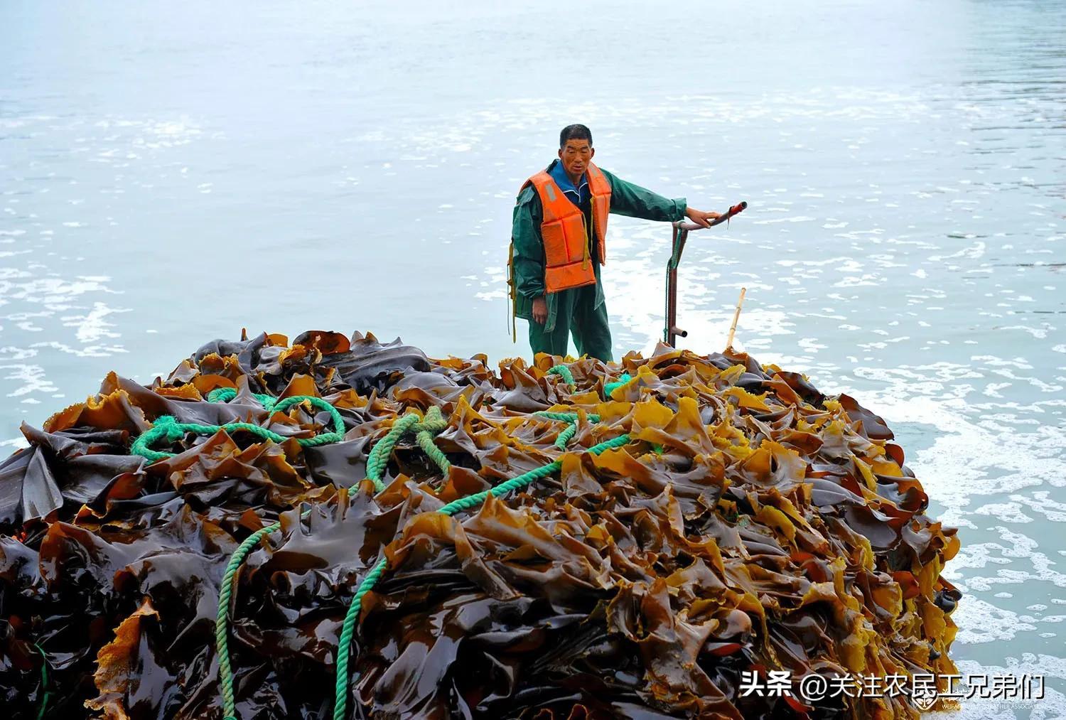 挣捕鱼钱一天是5000块钱吗_一天挣5000块钱捕鱼是真的吗_挣捕鱼钱一天是5000元吗