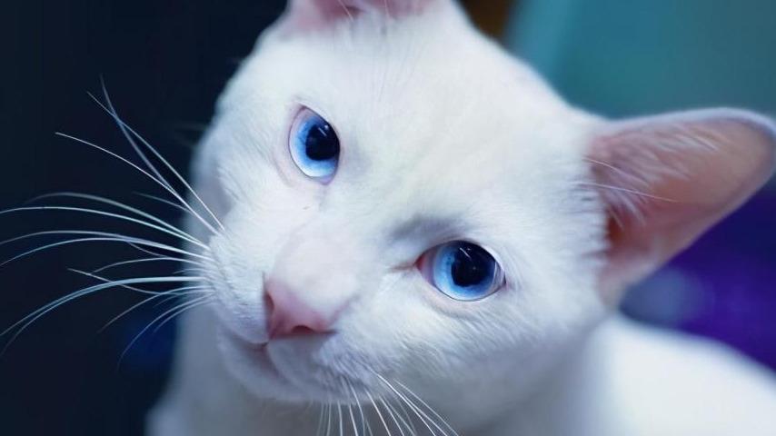 卖猫赚钱的人_搞猫卖副业钱月入多少_搞个副业卖猫多少钱啊一个月