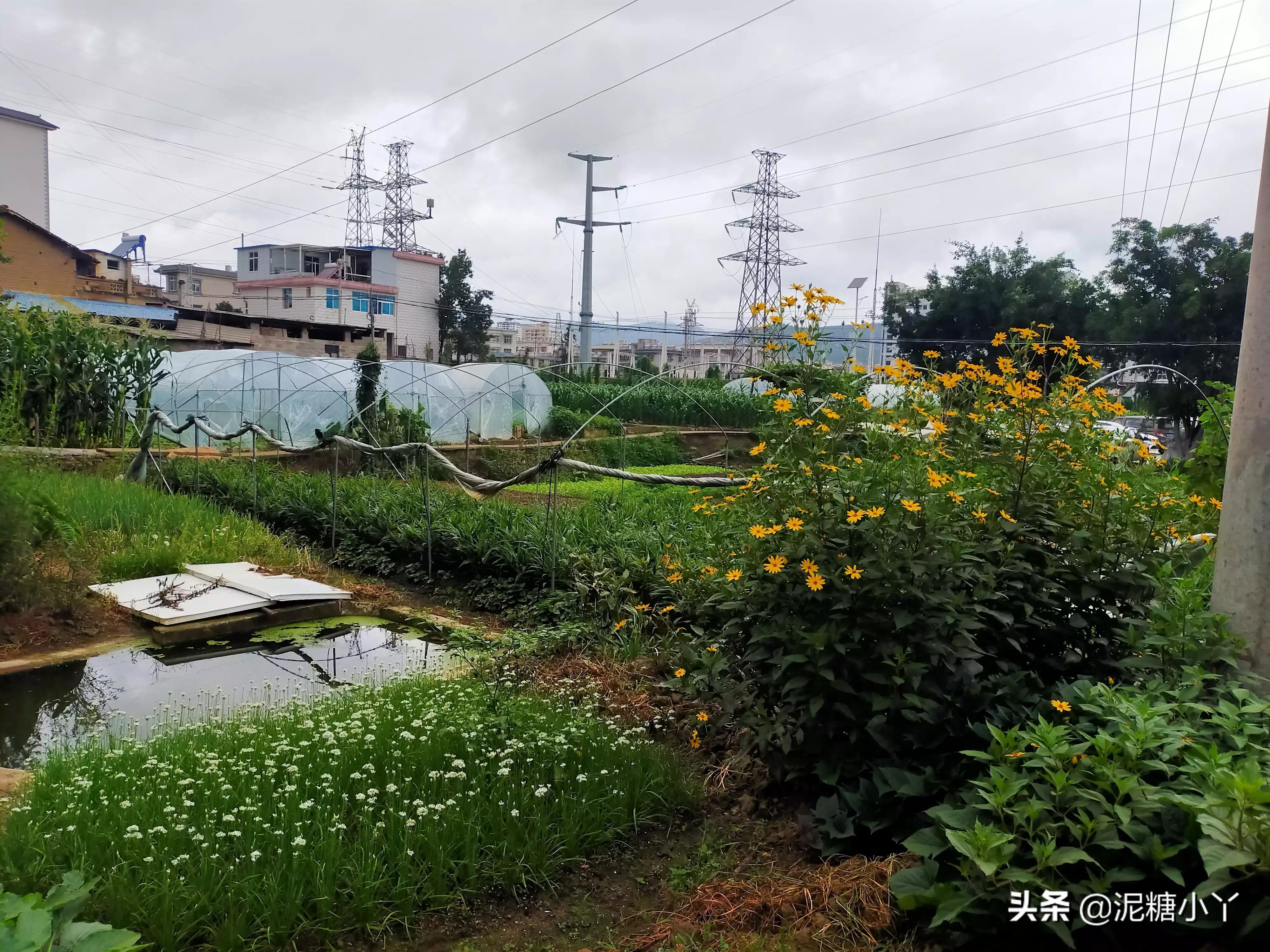在家可以搞的副业是什么-农民不出去打工，在家干什么能赚钱？我的几点建议分享-优创圈