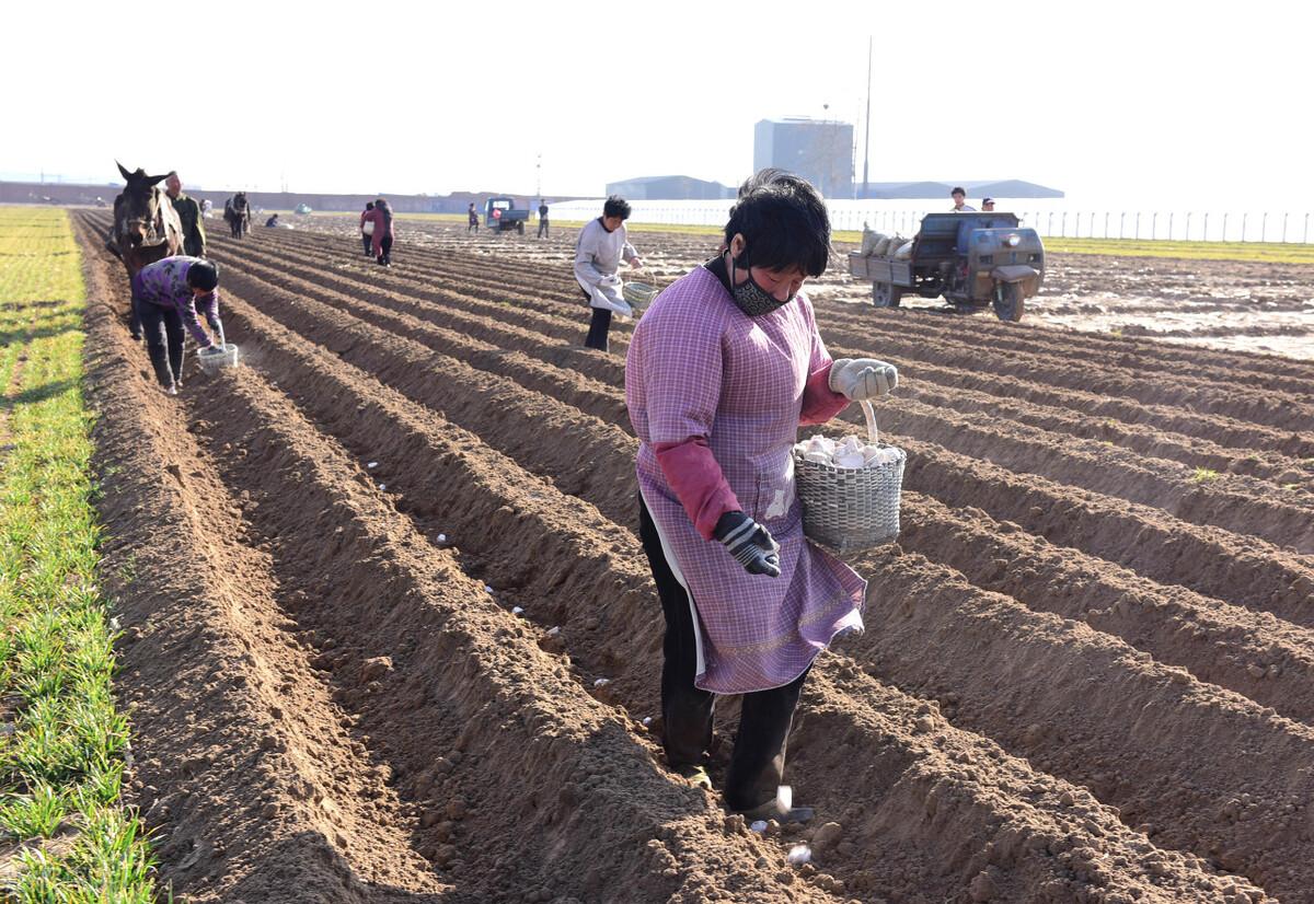 在家副业养殖种植-2022年，农民是种地、打工？还是养猪、养牛羊等搞养殖，干啥好？-优创圈