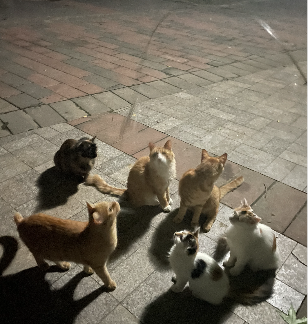 副业在家怎么养猫-被流浪小猫咪“收留”后开启副业成为博主！简直泰裤辣！-优创圈