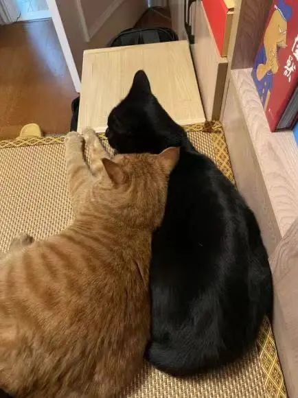 图片[10]-副业在家怎么养猫-被流浪小猫咪“收留”后开启副业成为博主！简直泰裤辣！-优创圈