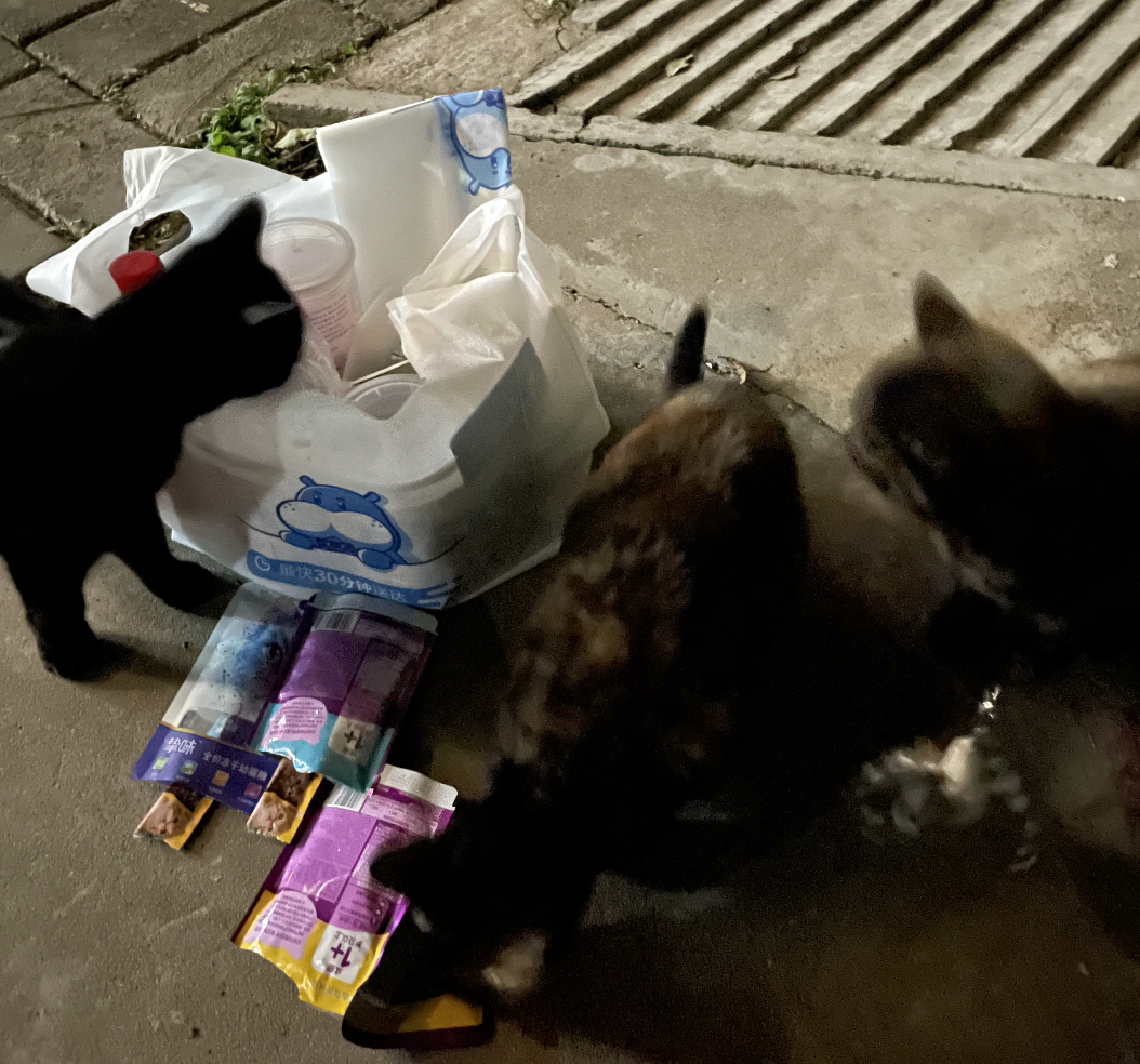 图片[3]-副业在家怎么养猫-被流浪小猫咪“收留”后开启副业成为博主！简直泰裤辣！-优创圈