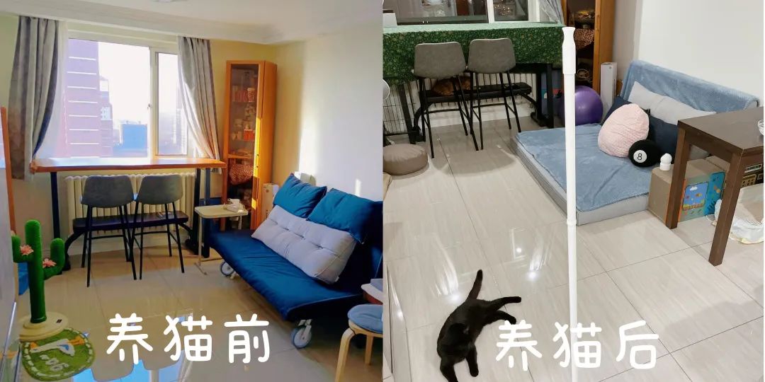 图片[6]-副业在家怎么养猫-被流浪小猫咪“收留”后开启副业成为博主！简直泰裤辣！-优创圈